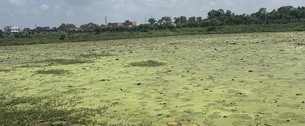 Makhana cultivation landscape in Bihar