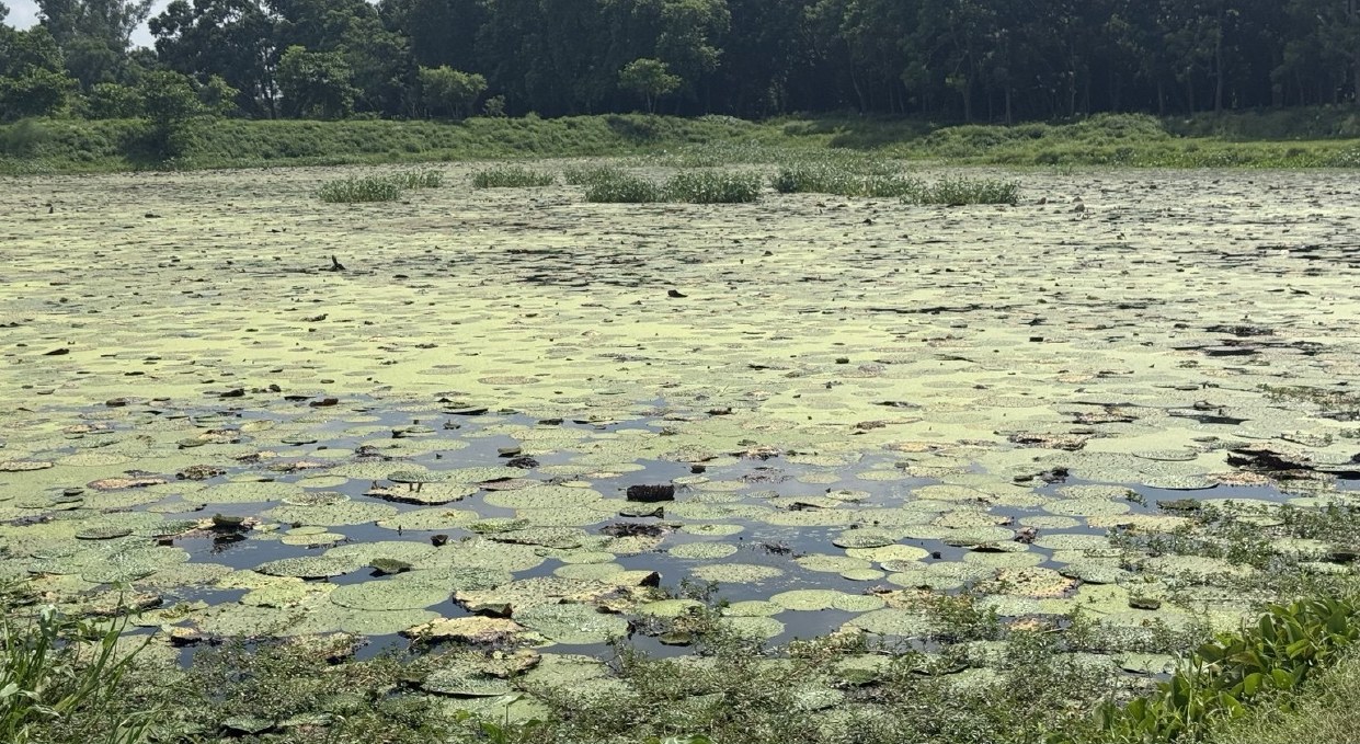 Makhana pond in Bihar covered with water lily leaves