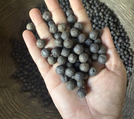 Hand holding makhana seeds