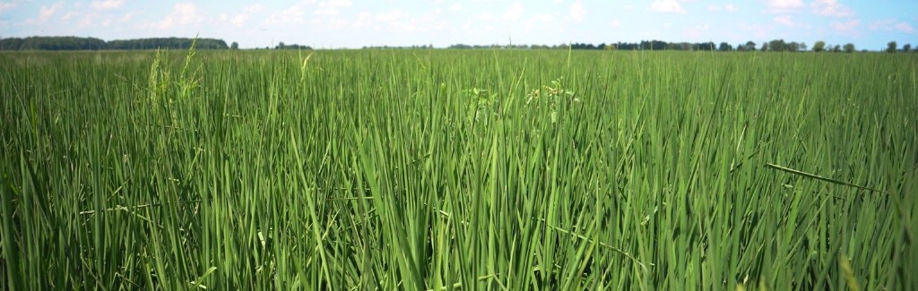 Green rice field