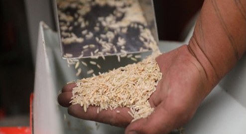 Rice at a milling machine